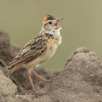 Skowroniec sawannowy - Mirafra africana - Rufous-naped Lark