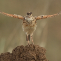 Skowroniec sawannowy - Mirafra africana - Rufous-naped Lark