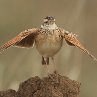 Skowroniec sawannowy - Mirafra africana - Rufous-naped Lark