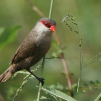 Astryld falisty - Estrilda astrild - Common Waxbill