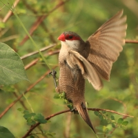 Astryld falisty - Estrilda astrild - Common Waxbill