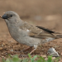 Wróbel siwogłowy - Passer griseus - Northern Grey-headed Sparrow