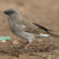 Wróbel siwogłowy - Passer griseus - Northern Grey-headed Sparrow