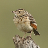 Skowroniec sawannowy - Mirafra africana - Rufous-naped Lark