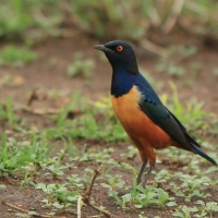 Błyszczak półobrożny - Lamprotornis hildebrandti - Hildebrandt's Starling