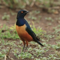 Błyszczak półobrożny - Lamprotornis hildebrandti - Hildebrandt's Starling