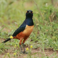 Błyszczak półobrożny - Lamprotornis hildebrandti - Hildebrandt's Starling