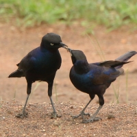 Błyszczak purpurowosterny - Lamprotornis purpuroptera - Rüppell's Glossy Starling