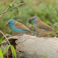 Motylik błękitnogłowy - Uraeginthus cyanocephalus - Blue-capped Cordon-bleu