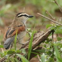 Czagra brązowołbista - Tchagra australis - Brown-crowned Tchagra