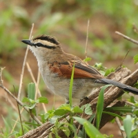 Czagra brązowołbista - Tchagra australis - Brown-crowned Tchagra