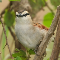 Czagra brązowołbista - Tchagra australis - Brown-crowned Tchagra