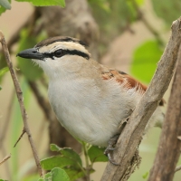 Czagra brązowołbista - Tchagra australis - Brown-crowned Tchagra