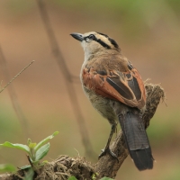 Czagra brązowołbista - Tchagra australis - Brown-crowned Tchagra