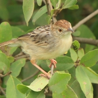 Chwastówka rechocząca - Cisticola chiniana - Rattling Cisticola