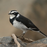 Pliszka srokata - Motacilla aguimp - African Wagtail