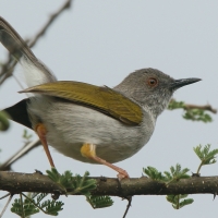Beczak szarogrzbiety - Camaroptera brevicaudata - Grey-backed Camaroptera
