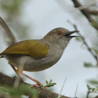 Beczak szarogrzbiety - Camaroptera brevicaudata - Grey-backed Camaroptera