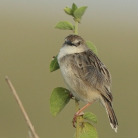 Chwastówka bladogłowa - Cisticola brunnescens - Pectoral-patch Cisticola