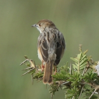 Chwastówka bladogłowa - Cisticola brunnescens - Pectoral-patch Cisticola