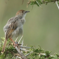 Chwastówka bladogłowa - Cisticola brunnescens - Pectoral-patch Cisticola