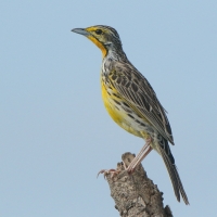 Szponnik żółtogardły - Macronyx croceus - Yellow-throated Longclaw