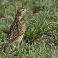 Świergotek cynamonowy - Anthus cinnamomeus - African Pipit