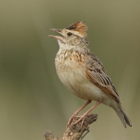 Skowroniec sawannowy - Mirafra africana - Rufous-naped Lark