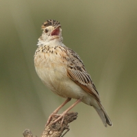 Skowroniec sawannowy - Mirafra africana - Rufous-naped Lark