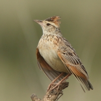 Skowroniec sawannowy - Mirafra africana - Rufous-naped Lark