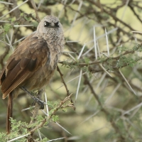 Tymal maskowy - Turdoides sharpei - Black-lored Babbler