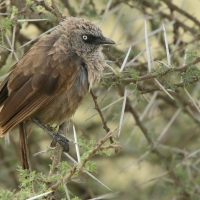Tymal maskowy - Turdoides sharpei - Black-lored Babbler