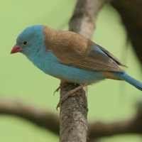 Motylik błękitnogłowy - Uraeginthus cyanocephalus - Blue-capped Cordon-bleu