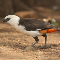 Bawolik białogłowy - Dinemellia dinemelli - White-headed Buffalo Weaver