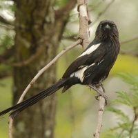 Dzierzba srokata - Lanius melanoleucus - Magpie Shrike