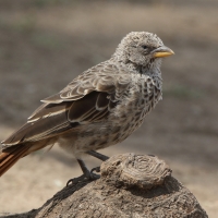 Tymal maskowy - Turdoides sharpei - Black-lored Babbler