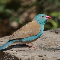 Motylik błękitnogłowy - Uraeginthus cyanocephalus - Blue-capped Cordon-bleu