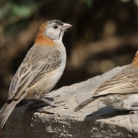 Łuskogłowik rdzawoszyi - Sporopipes frontalis - Speckle-fronted Weaver