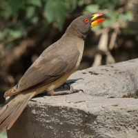 Bąkojad żółtodzioby - Buphagus africanus - Yellow-billed Oxpecker