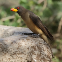 Bąkojad żółtodzioby - Buphagus africanus - Yellow-billed Oxpecker