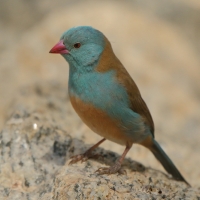 Motylik błękitnogłowy - Uraeginthus cyanocephalus - Blue-capped Cordon-bleu