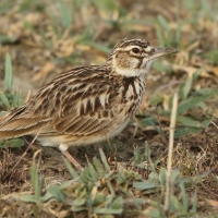 Skowrończyk kusy - Spizocorys fremantlii - Short-tailed Lark