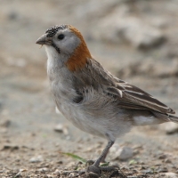 Łuskogłowik rdzawoszyi - Sporopipes frontalis - Speckle-fronted Weaver