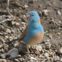 Motylik błękitnogłowy - Uraeginthus cyanocephalus - Blue-capped Cordon-bleu