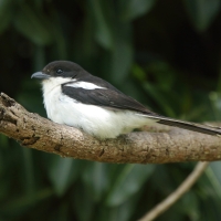 Dzierzba białobarkowa - Lanius collaris - Southern Fisca