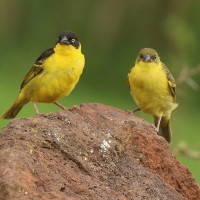 Wikłacz złotoczelny - Ploceus baglafecht - Baglafecht Weaver