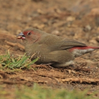 Amarantka czerwonodzioba - Lagonosticta senegala - Red-billed Firefinch