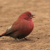Amarantka czerwonodzioba - Lagonosticta senegala - Red-billed Firefinch