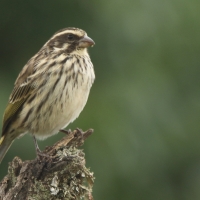 Afrokulczyk kreskowany - Crithagra striolata - Streaky Seedeater