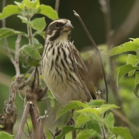 Afrokulczyk kreskowany - Crithagra striolata - Streaky Seedeater